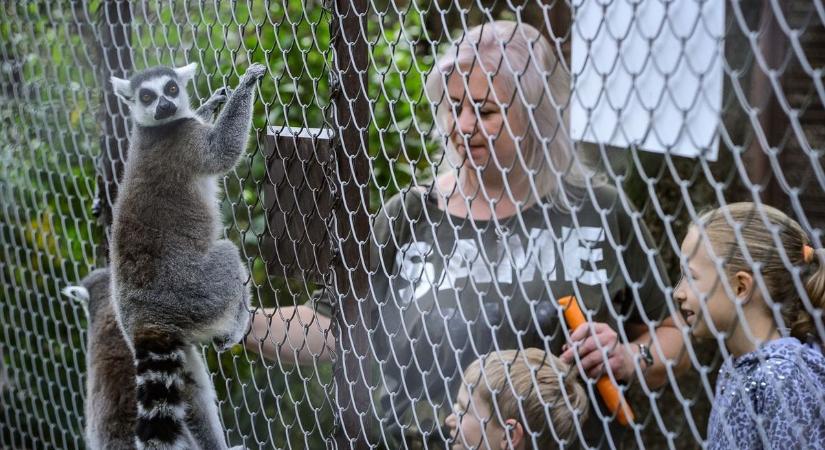 Rengeteg ajándékot oszt szét a gyerekek között a Gyöngyösi Állatkert