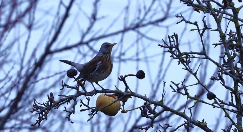 Az elhagyott gyümölcsösök terített asztalt kínálnak az énekesmadaraknak