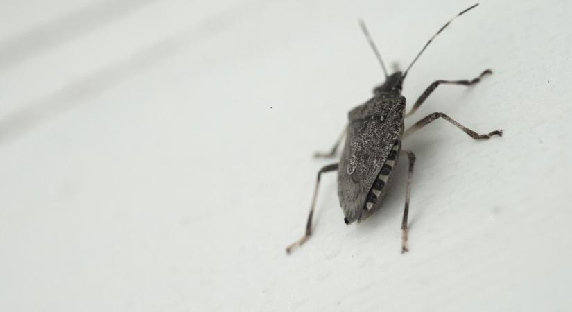 Poloskák vannak a lakásodban? Ijesztő, minek a jelei