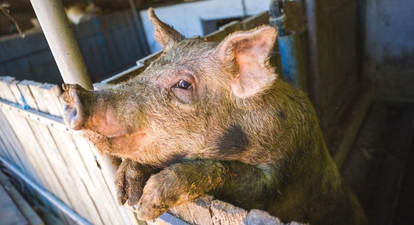 Nem mindegy, mennyit röfög a malac - András napi népszokások nyomában