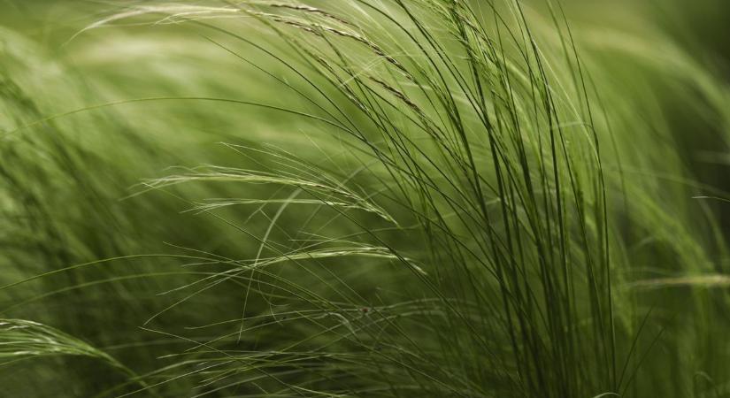 Hallod a szél hangját? Biztos vagy benne?