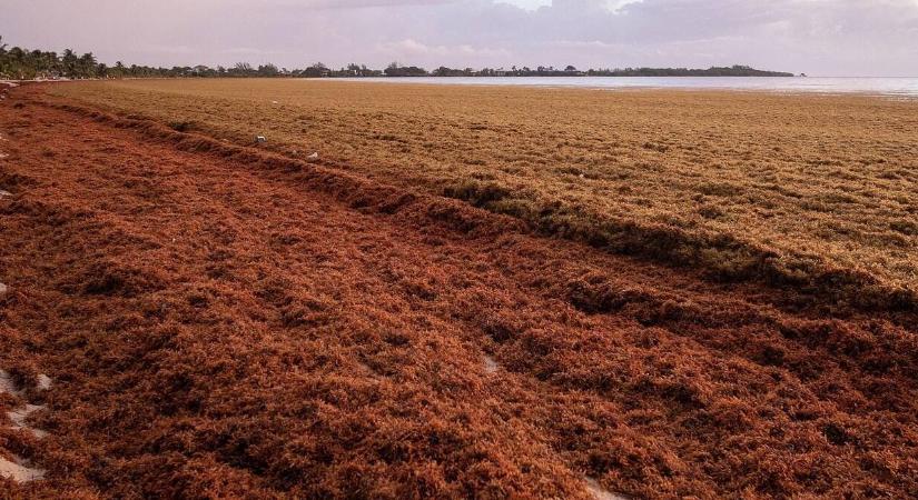 „Algabomba” robbant a Karib-térségben – kincs lett belőle!