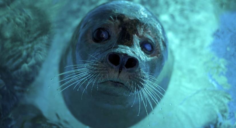 Meglepően kevés mennyiség már halálos a minden ember által imádott állatoknál a műanyagból