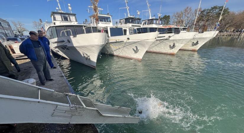 Görbüljön: örülhetnek a horgászok, elképesztő mennyiségű pontyot telepítettek a Balatonba - fotó