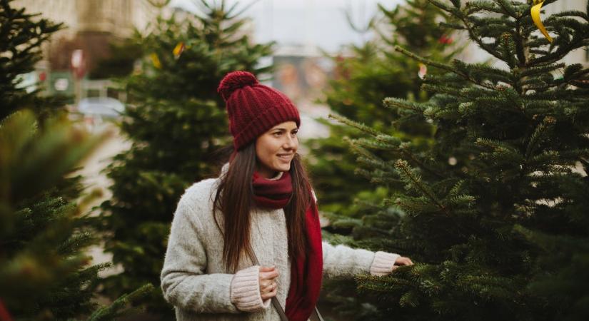 A szakértők szerint erre figyelj, amikor karácsonyfát vásárolsz – Hibák, amiket kerülj el!