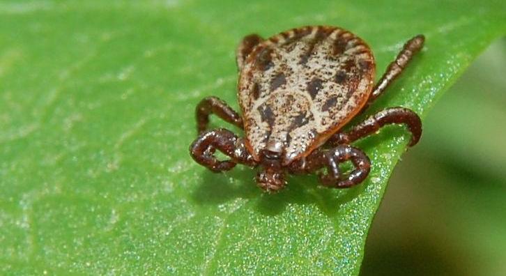 Kullancscsípés által kialakult húsallergia okozott halálesetet