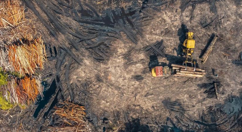 Ez van, ha túltolod az erdőirtást