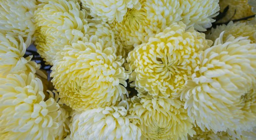 Krizantém gondozása - így lesz fantasztikus a sokszínű virág