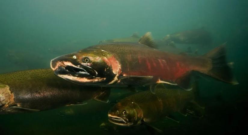 Sikerült levegőből kivonni DNS-t