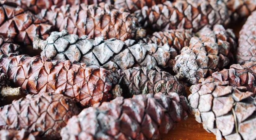 Mi történik a tobozzal, ha megmikrózod? Még szebb lesz tőle a karácsonyi dekoráció