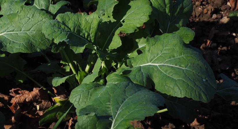 Ezért érdemes ősszel lemérni a repce zöldtömegét