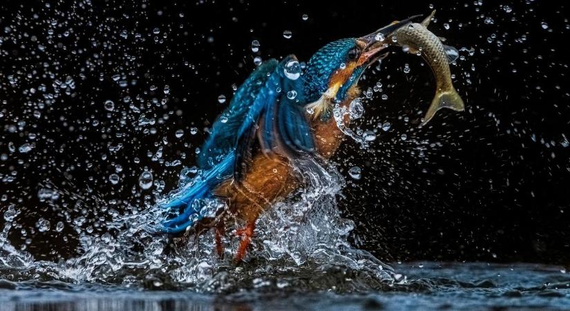 Vadregényes pillanatok a kisvizes Maroson: így harcolnak a madarak a tökéletes leshelyért