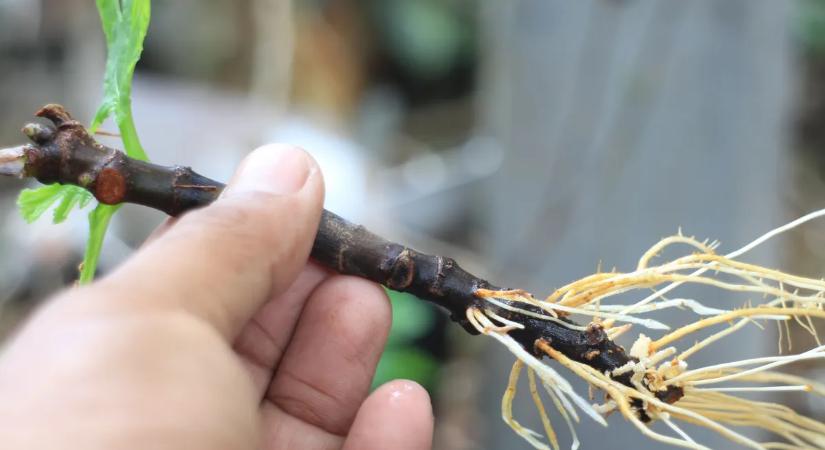 Mostantól gyerekjáték a gyökereztetés: eszméletlen az új módszer!