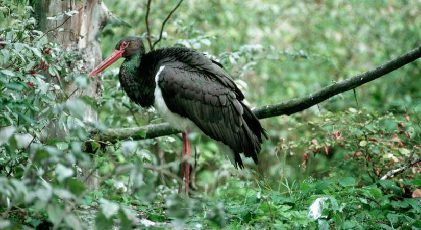 Aggasztó, ami ezzel az állattal történik itthon: ebből még baj lehet