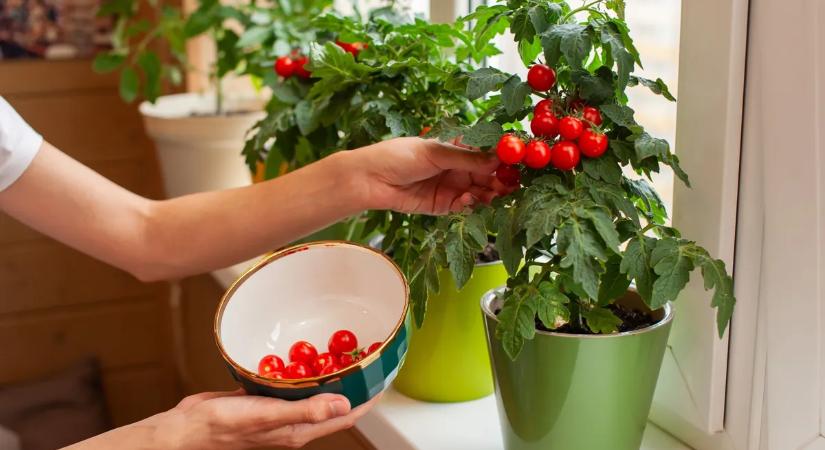 Paradicsom termesztése lakásban – így érhetsz el bő termést