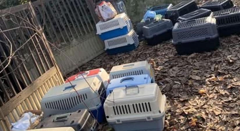 Kegyetlen állattartó: beteg macskák, saját ürülékükben várták a segítséget - videó