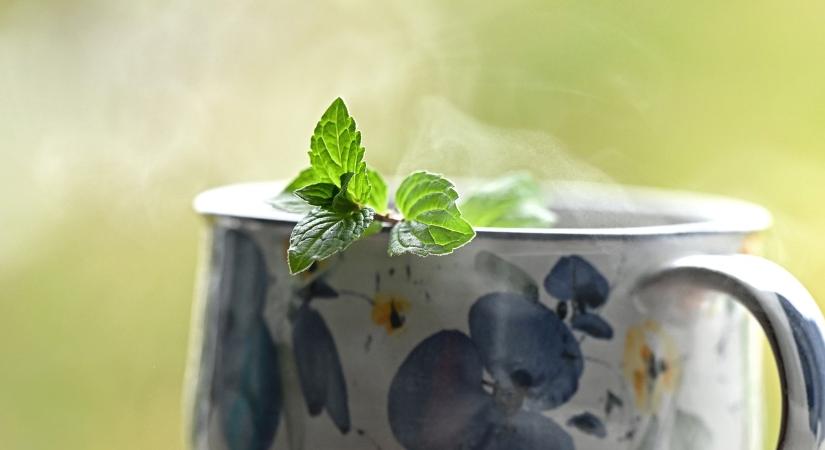 A dietetikus azt állítja: ez a tea a legfontosabb a gyomor egészségéért