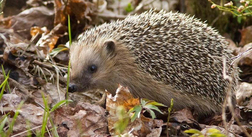 A sünök téli Airbnb-je – hogyan NE alakítsunk ki szállást nekik?