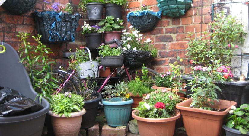 Fagyok jönnek! – Kerti pánikgomb a valóságban