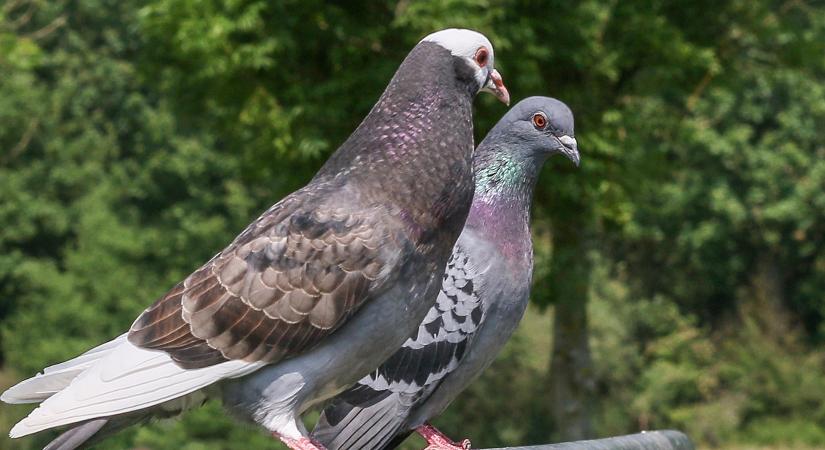 A galambok fejben egyfajta irnyt segti a tjkozdst