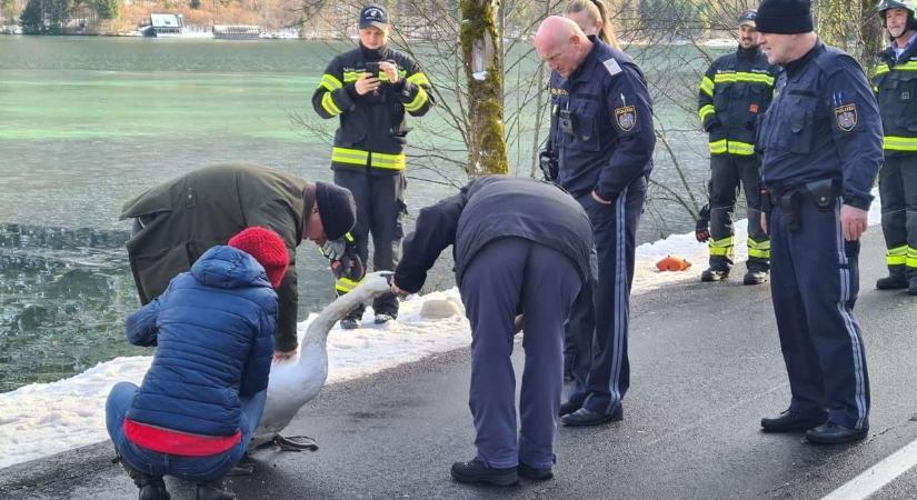A jég fogságában: hattyút mentettek a befagyott tóból Ausztriában - fotók