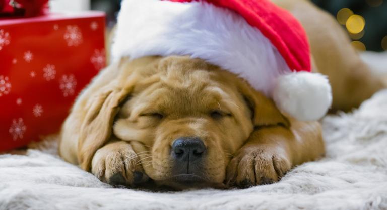 Óriási kutyás esemény lesz a Városligetben – a DOGZ Falkasétát idén a Mikulás vezeti