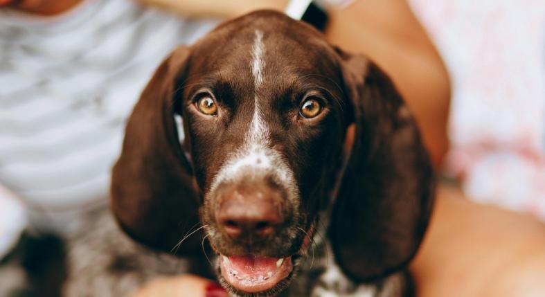 Fokozott nyáladzás kutyáknál: betegség, mérgezés vagy allergia okozza?