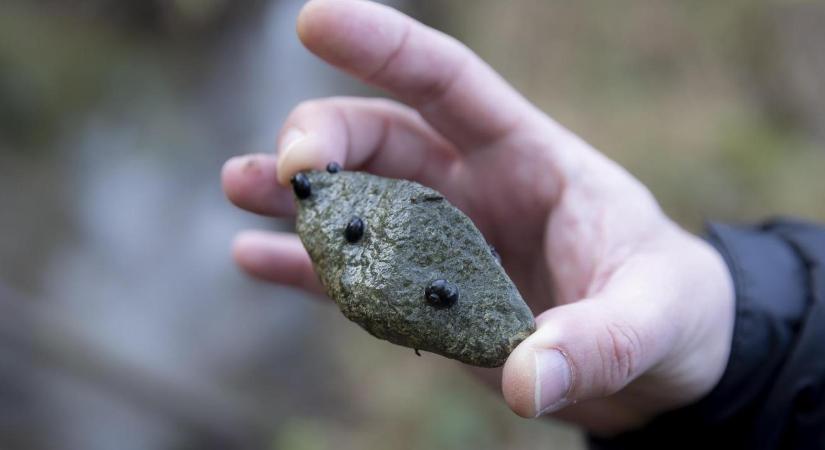AM: megkezdődött Magyarország legértékesebb vízicsiga-élőhelyének fejlesztése