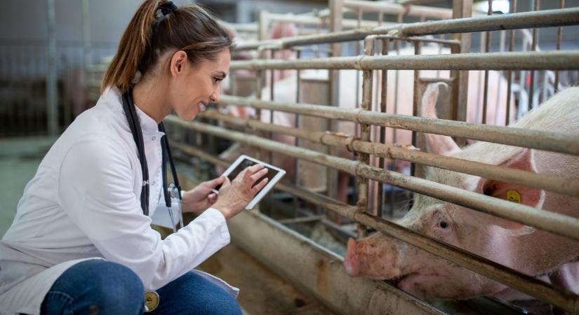 Védekezni csak együtt lehet – Az afrikai sertéspestis elleni küzdelem alapja a szabályok betartása