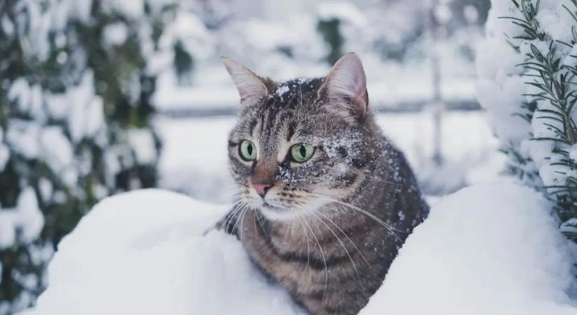 Kinti cicák nagy bajban a tél közeledtével – sürgős óvintézkedésekre figyelmeztetnek