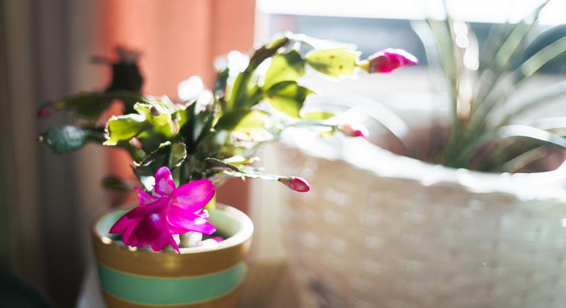 Ebből egy kanál és csoda történik: így borul virágba a karácsonyi kaktusz az ünnepekre