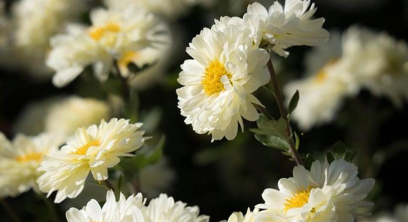 Krizantém: már nem csak a temetők dísze
