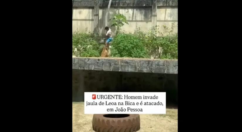 Oroszlán ölt meg egy férfit egy brazíliai állatkertben