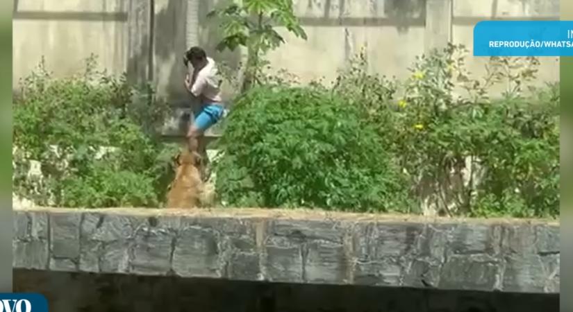 Oroszlán ölt meg egy férfit egy brazil állatkertben