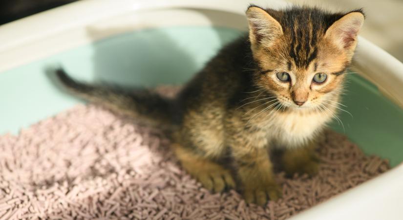 Ezért eszik almot a macska – Nem csak fura szokás