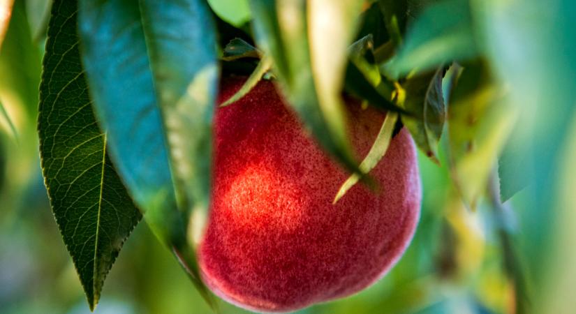 Bárki termesztheti ezeket a gyümölcsöket itthon: még kert sem kell hozzá