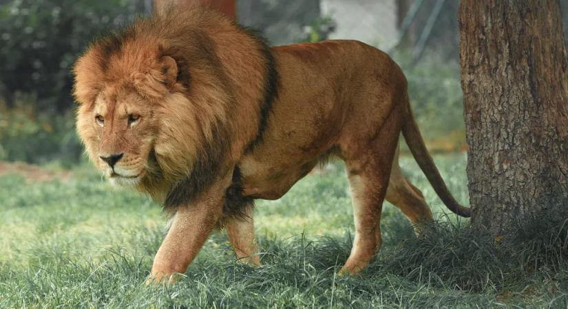 Durva felvételek: az oroszlán a fáról rántotta le a behatolót