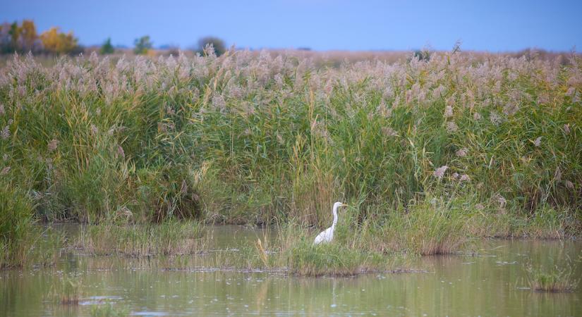 Visszanedvesítik az országot