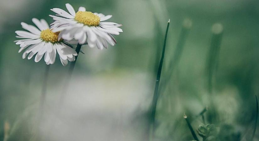 A növények tényleg beszélnek? Leleplezzük a növényi kommunikáció mítoszát