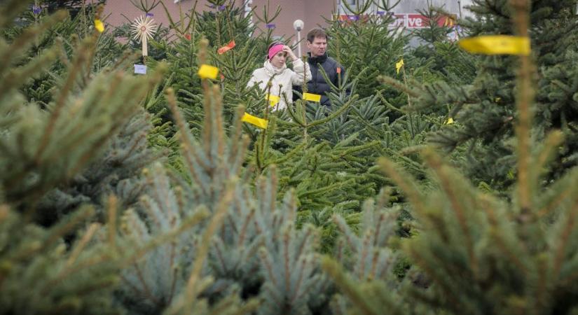 Drágul a karácsonyfa: itt vannak az idei árak