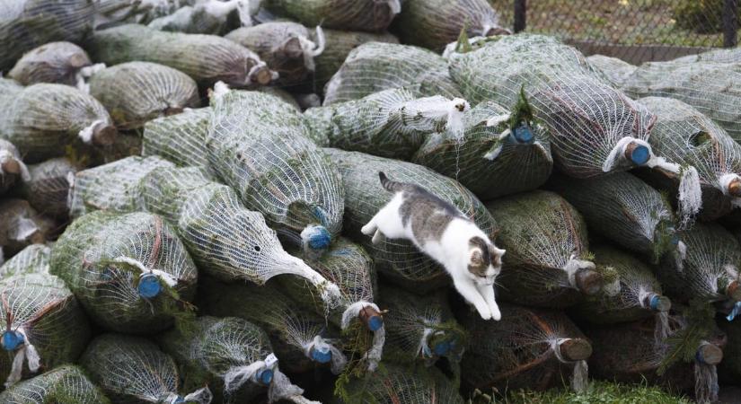 Drágul a karácsonyfa