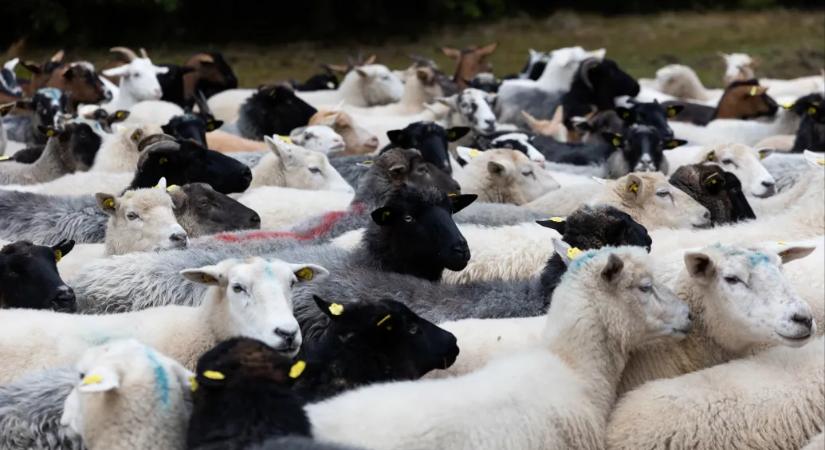 Több százezer bárányt és kecskét öltek le egy fertőzés miatt Görögországban, a feta sajtból hiány alakulhat ki