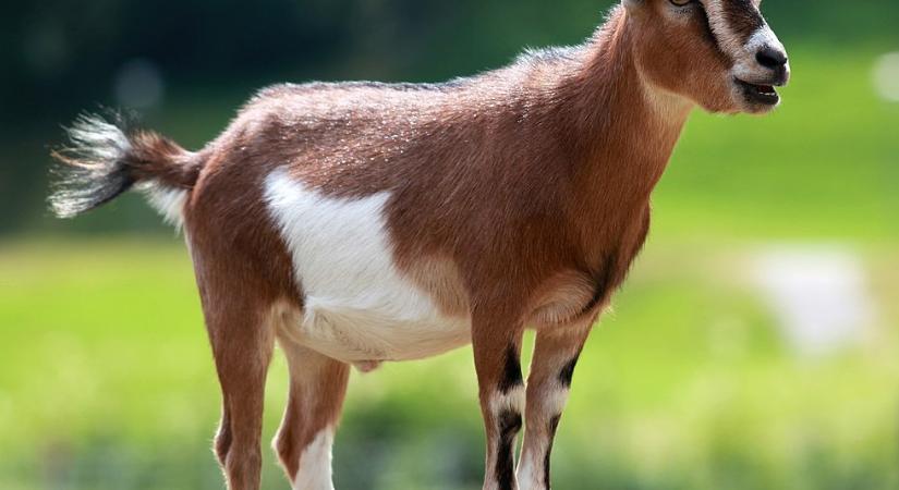 Több százezer bárányt és kecskét kellett levágni Görögországban