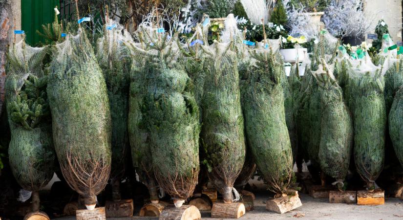 Emelkednek a karácsonyfák árai – ennyibe kerülnek idén a fenyők