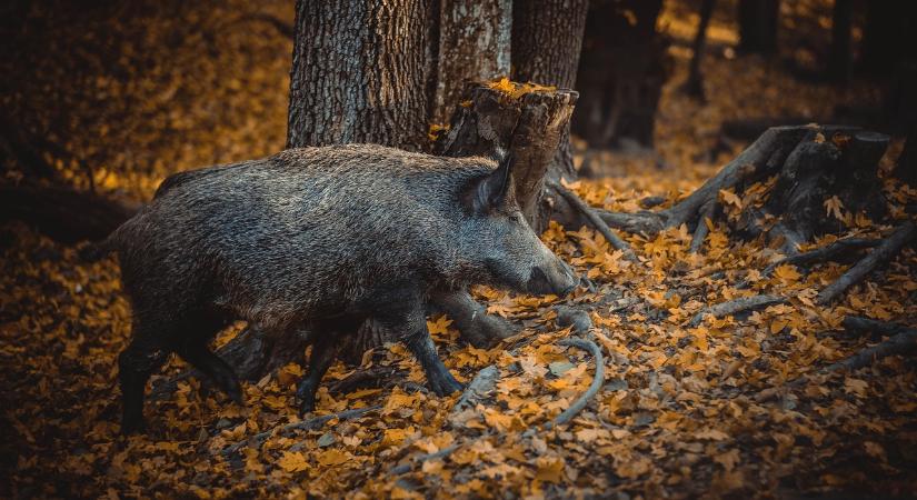 Három évtized után jelent meg újra az ASP