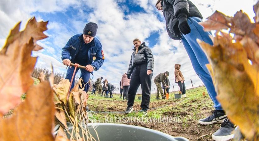 Megkezdődött a facsemeték ültetése a "vasi ezres tűz" helyszínén