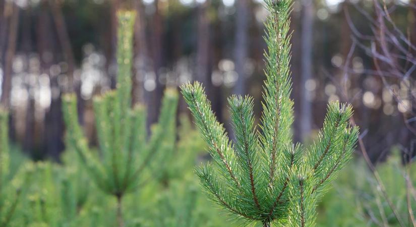 Karácsonyfa akciót hirdetett az egyik barkácsáruház, most érdemes lecsapni a fenyőfára