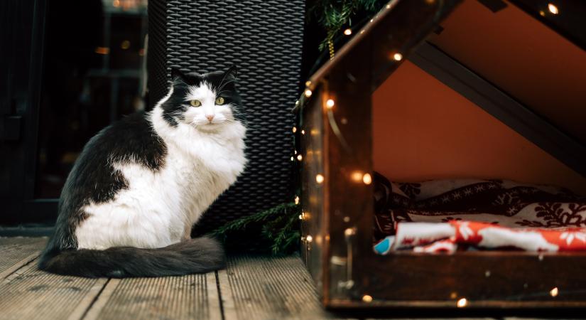 Ilyen technikákkal biztosíthatod a macskaház fűtését télen