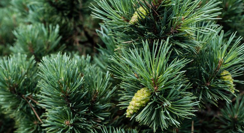 Drágább lett a fenyőfa – 5 ezer forint alatt nincs karácsonyfa