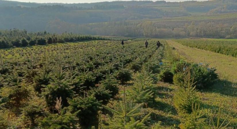 Indul a karácsonyfaszezon: ekkora áremelkedés várható a piacokon